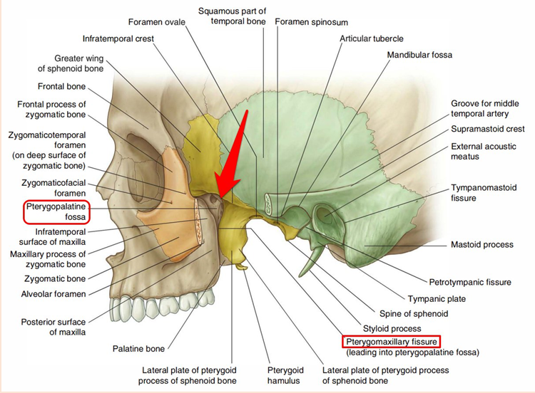 b. 翼腭窝 (pterygopalatine fossa)  (p.24)