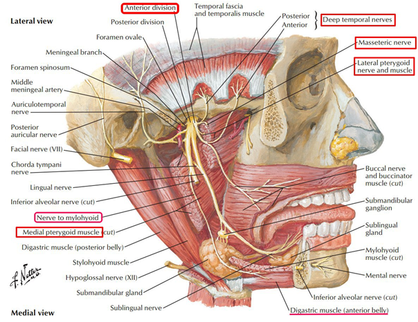 (翼外肌神经):支配lateralpterygoid (翼外肌) medial