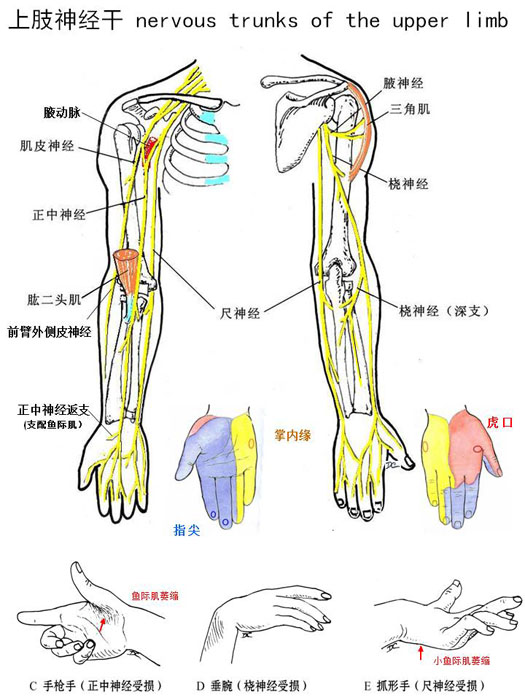 上肢神经分布图 解剖图片