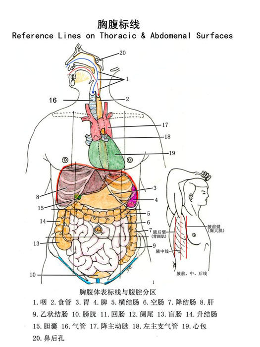 胸腹部的标志线图片图片