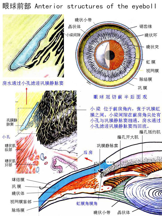 眼球筛板解剖图片