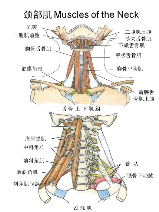 颈部带状肌解剖图图片