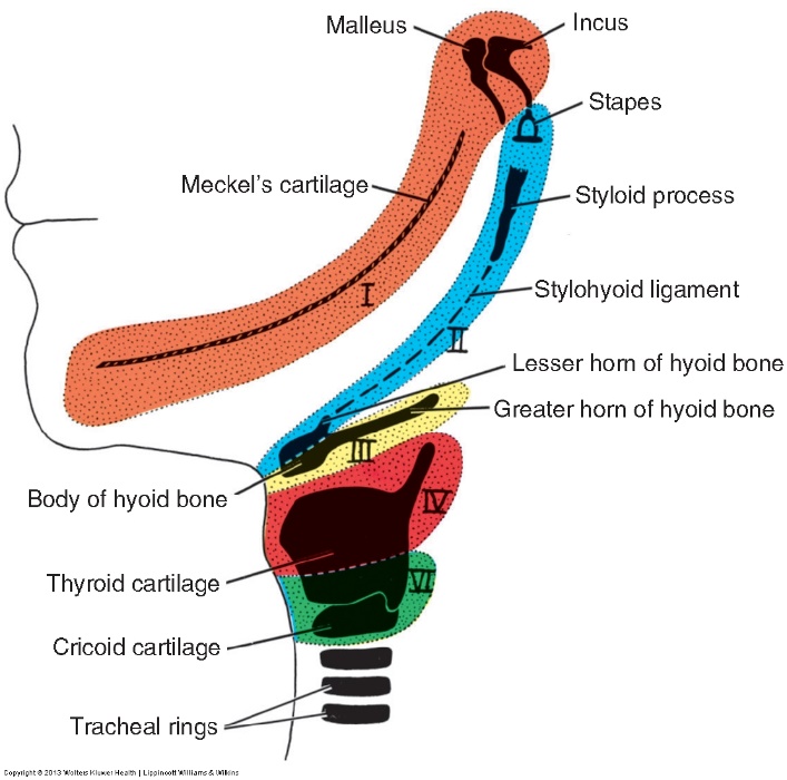 palatoalveolar图片