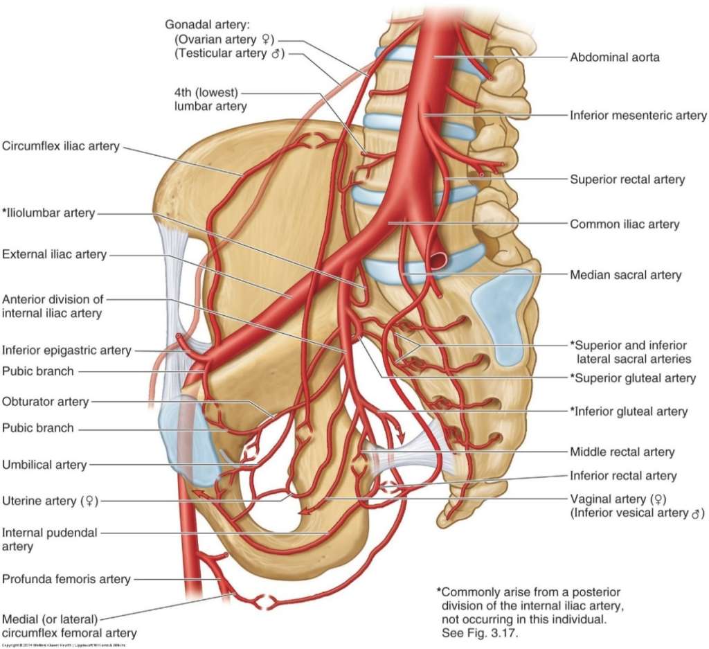 髂内动脉主要分支图图片