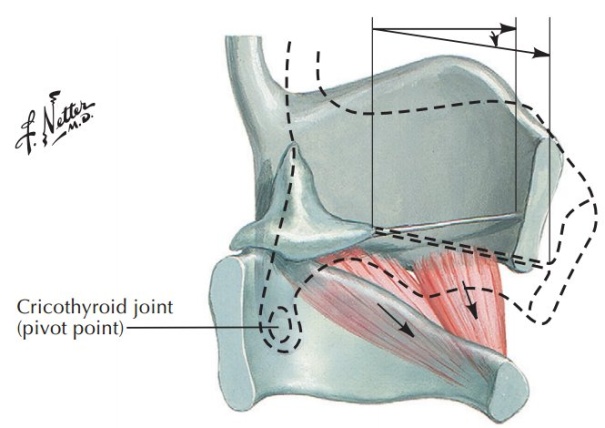 此处甲状,环状软骨交接处的crocothyroid joint(环甲关节)是一旋转