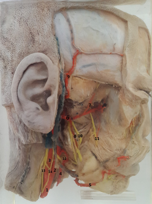 面部血管清晰图神经图片
