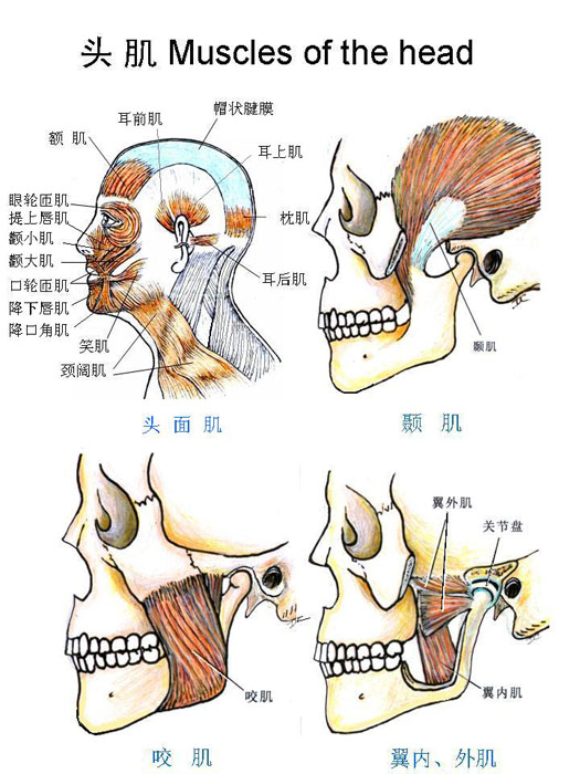 头部肌肉结构图及名称图片