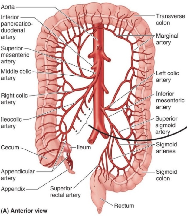 结肠的血管解剖图图片
