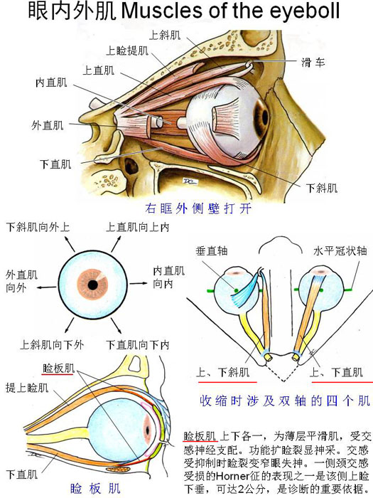 眼部肌肉解剖结构图解图片