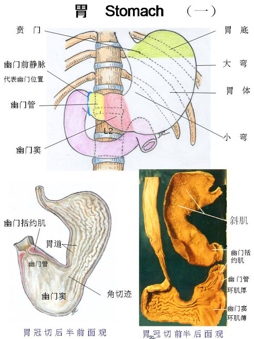 胃分层解剖图图片