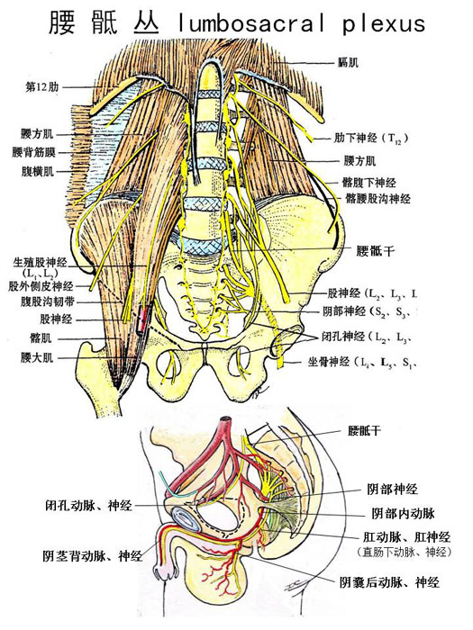 腰骶部神经解剖图图片