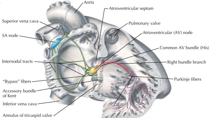 右房室瓣前瓣(anterior valve of right av valve)左心房(left atrium