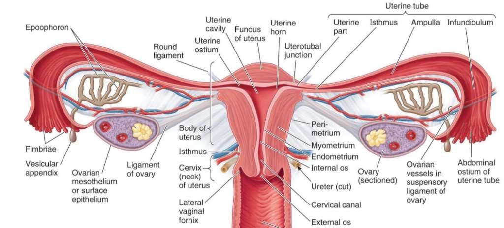 子宫圆韧带解剖图片