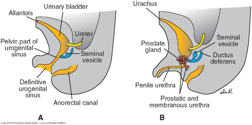 (2),前列腺囊开口(1),前列腺管开口(许多),前两者在尿道嵴(urethral