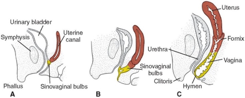 (胚胎)陰道胚胎來源有二:上1/3段源自中胚層子宮管(uterine tube),受