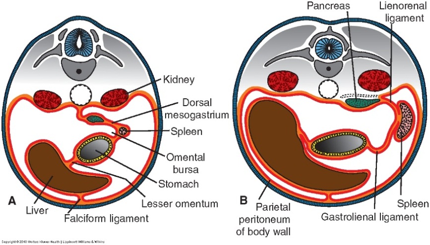 门脉三合体 - 嘉应学院医学院解剖教研室