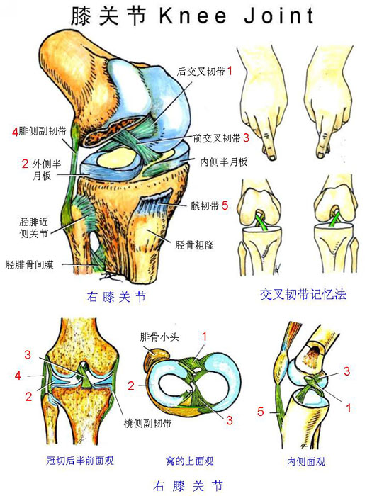膝盖骨头结构图片图片