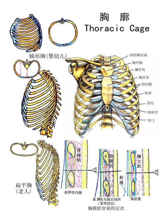 胸廓骨学图片