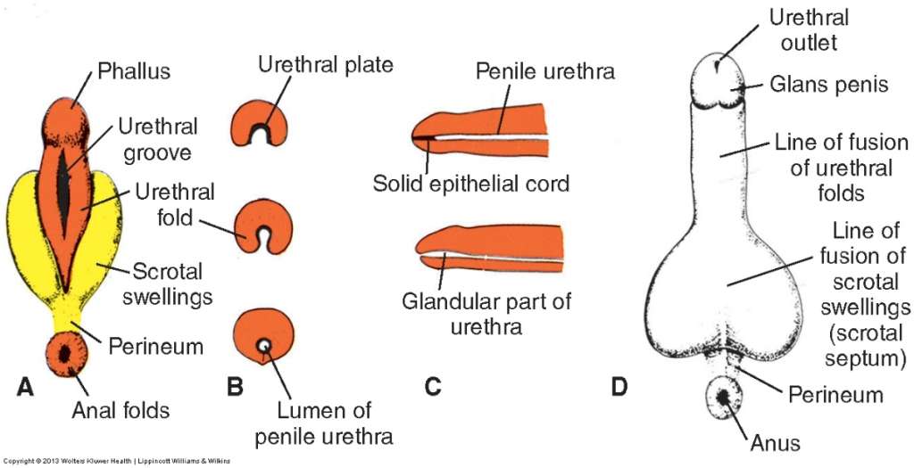 外生殖器官发育