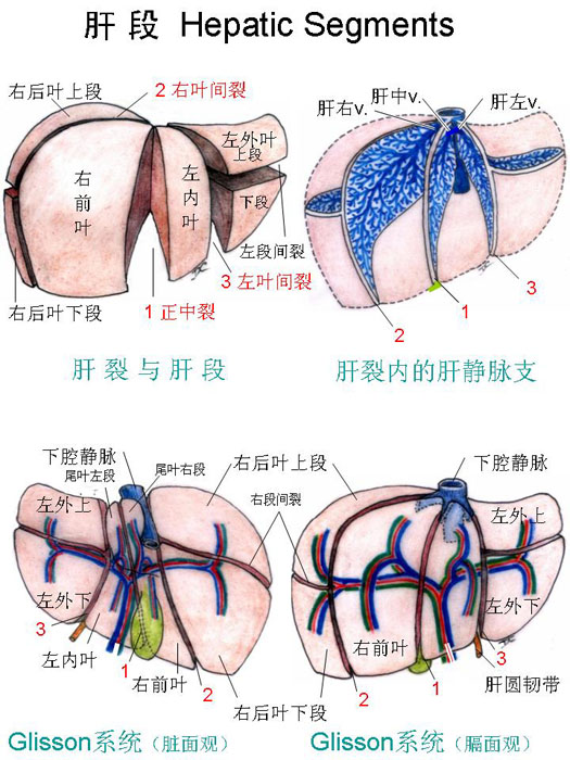 肝分段解剖示意图图片