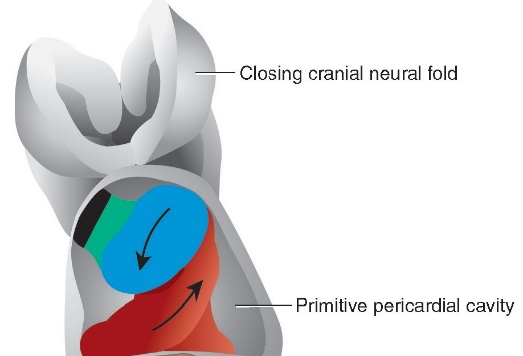(解剖)心包横窦(transverse pericardial sinus)请先观察成人心包后壁