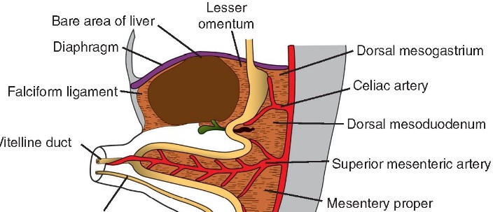 心脏一开发育即形成心包腔pericardial cavity,因此融合后的单一心内