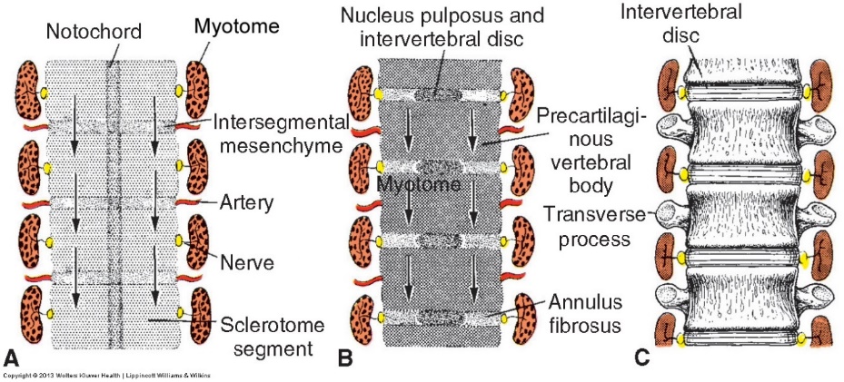 再分节化过程中,部分间叶组织(mesenchyme)形成椎间盘外围纤维环
