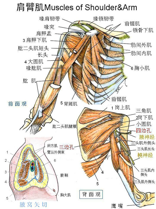 人体上肢肌肉分布图图片
