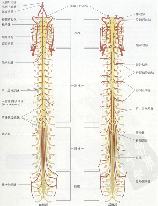 脊髓损伤椎骨的大小和形状在不同节段间变化很大,尤其在颈部和腰部.