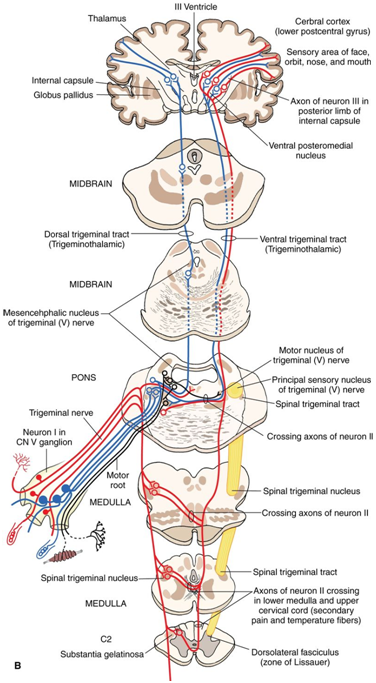 5獨立的motor nerve(三叉神經運動枝,sve),支配胚胎第一咽弓衍生骨骼