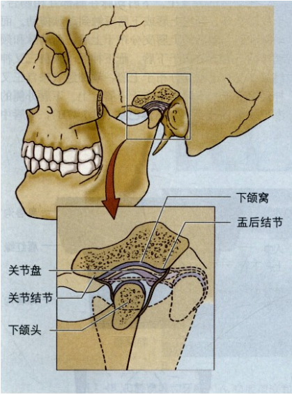 头部关节图解大全图片图片