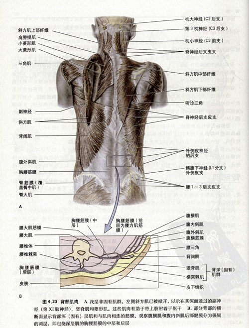 背部骨骼结构图解大全图片