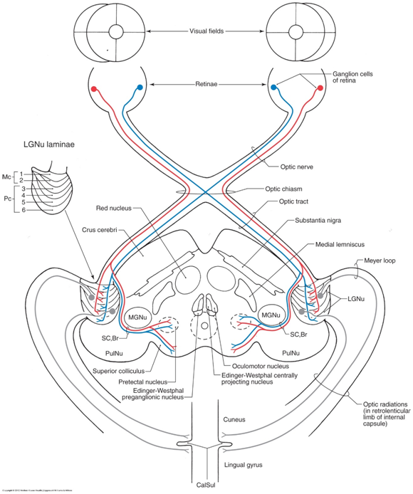 (a)管状核(tuberal nucleus)(b)弓状核(arcuatenucleus)(c)旁室核