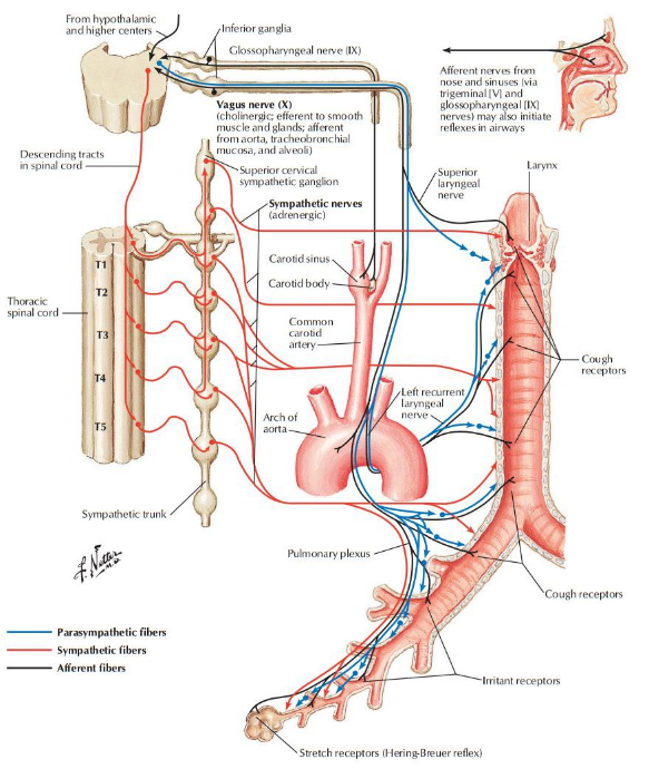 食管肌间神经丛图片