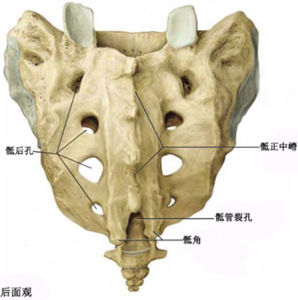 2)骶骨:由5块骶椎融合而成,呈三角形