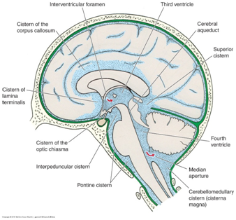 (a)大脑脚间池( interpeduncular cistern)(b)小脑延髓后池