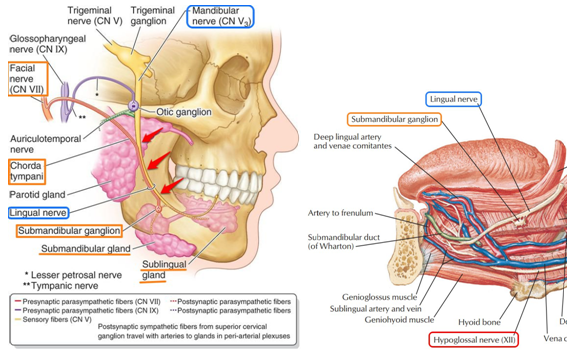 03inferior alveolar n.(下牙槽神经)01cn.