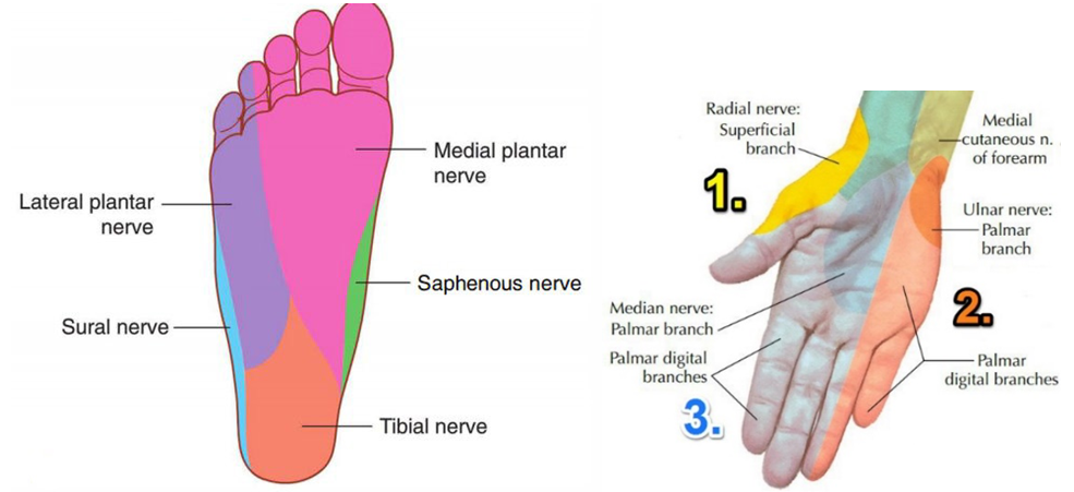 tibialis anterior图片