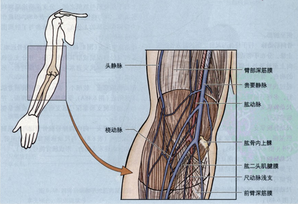 肱静脉在哪个位置图片