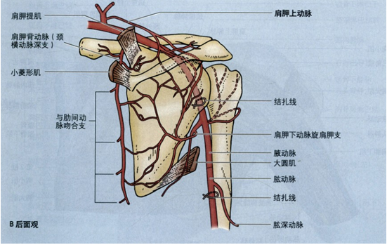 腋动脉瘤腋动脉第1段增大(腋动脉瘤)且压迫臂丛的神经干,因其所支配皮