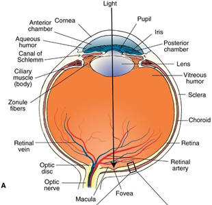 ii视神经 - 嘉应学院医学院解剖教研室