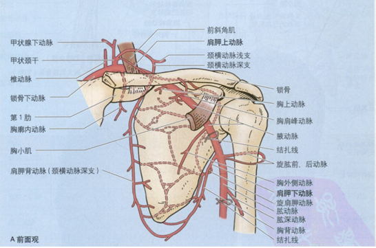 腋动脉瘤腋动脉第1段增大(腋动脉瘤)且压迫臂丛的神经干,因其所支配皮