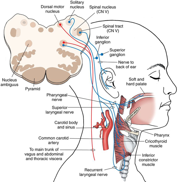 下行进入carotid sheath(颈鞘)内伴行颈动脉,颈内静脉