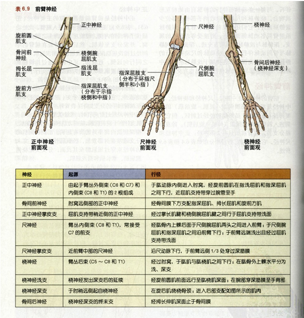 上肢包括哪些图片