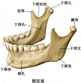 下颌解剖位置图片