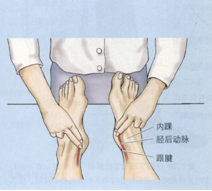 在内踝后面和跟腱内侧缘之间可触及胫后动脉的搏动
