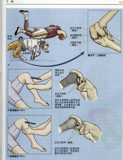 膝关节内旋和外旋图示图片