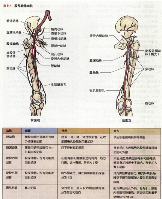 髂总动脉及其分支解剖图片