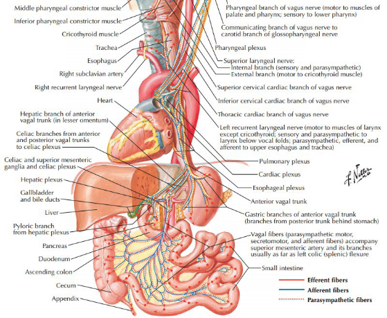 迷走神经分布图图片