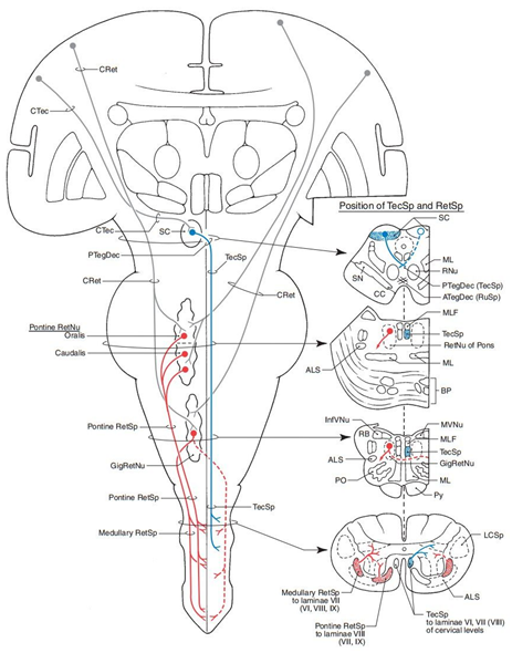 前庭蜗器解剖图手绘图图片